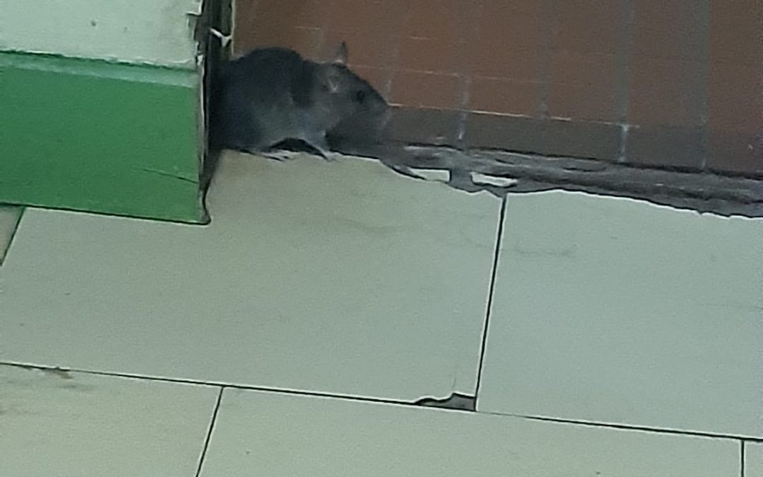 Invasión de ratas en Hospital de Itauguá: “La situación es vergonzosa”