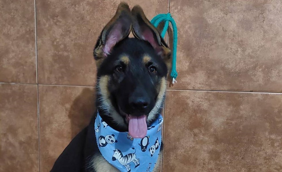 “Coco”, el perro que fue robado, se reencontró con su familia