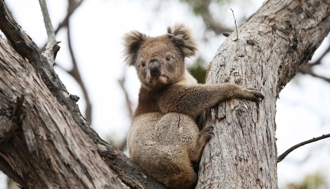 En solo tres años, Australia perdió el 30% de sus koalas