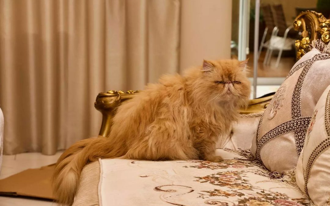 Defensa Animal entregará gatos persas de supuesto narco a sus familiares