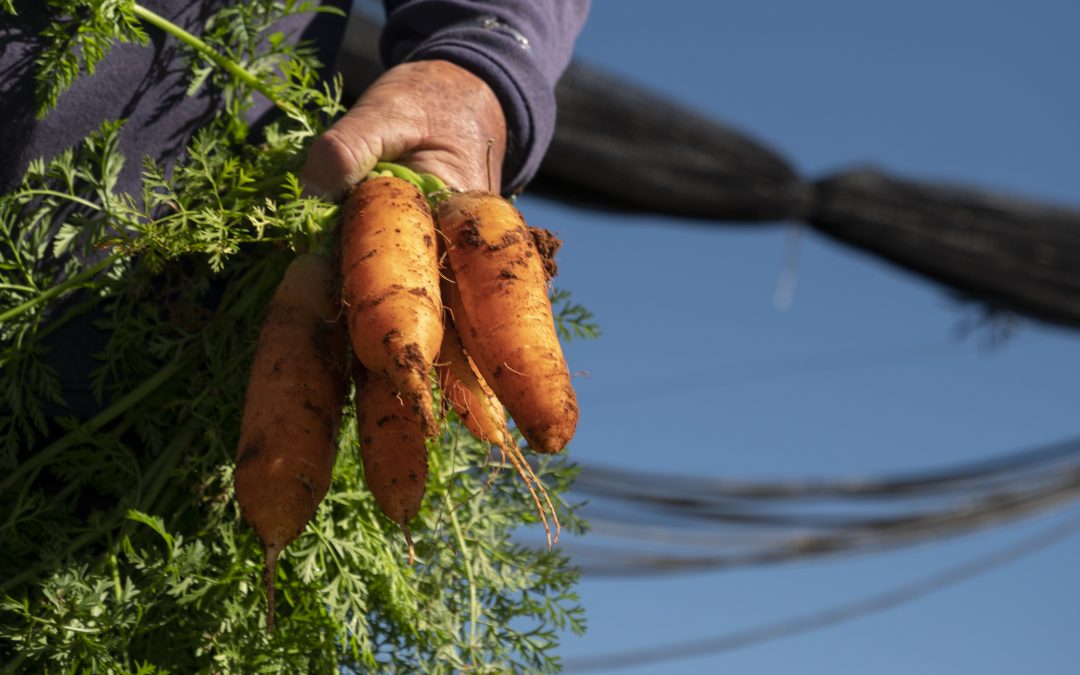 Agricultura familiar: factor fundamental para enfrentar el hambre y reducir la pobreza
