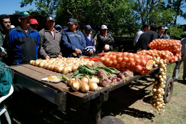 Paraguay alcanzaría récord en producción de cebollas este año