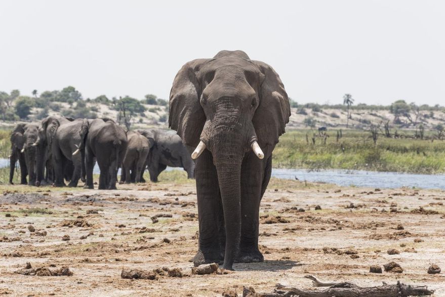 Sudáfrica: elefante mató a presunto cazador furtivo