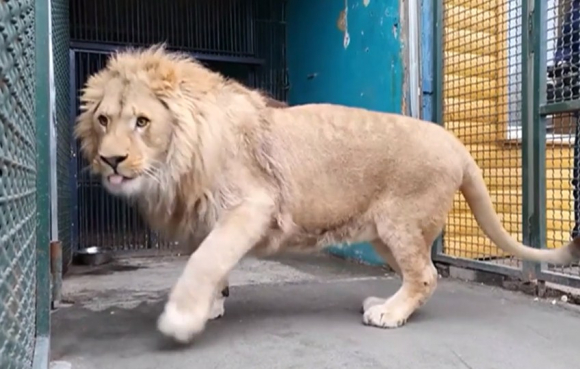 “Simba”, el león al que rompieron las patas en Rusia, volvió a caminar