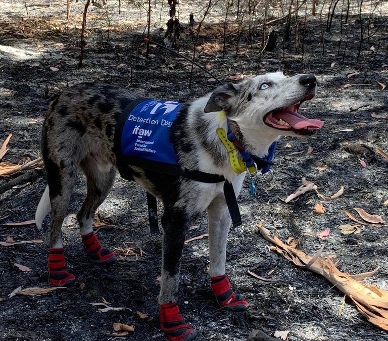 Condecoraron al perro que salvó koalas durante incendios en Australia
