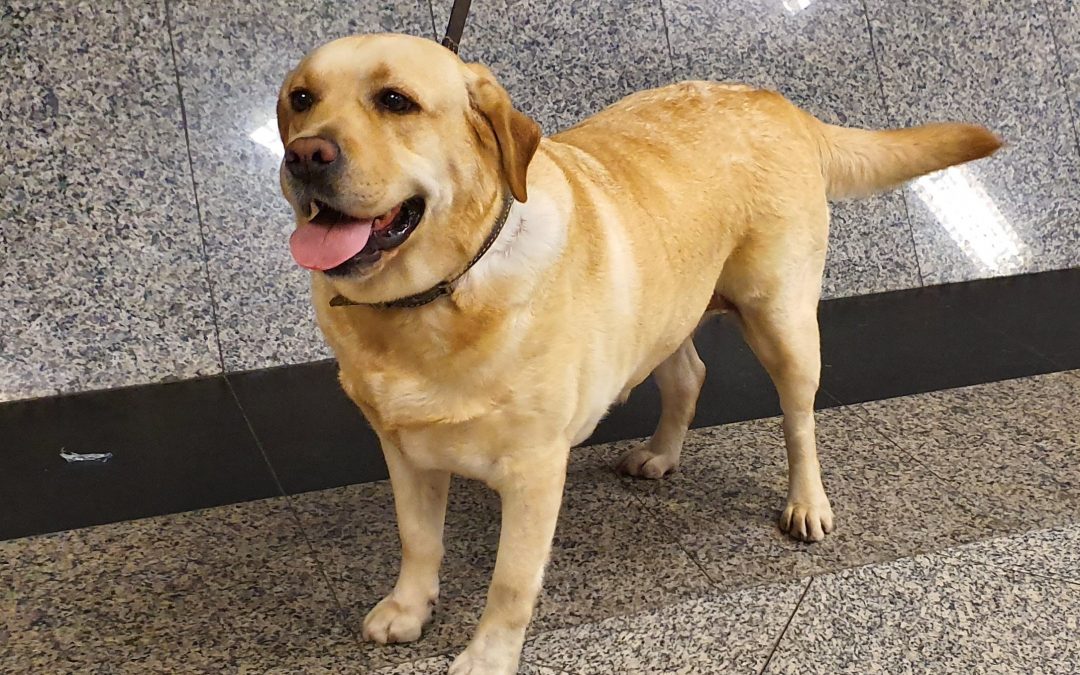 Akira en acción: can detecta cocaína en maleta de un hombre que se dirigía a España