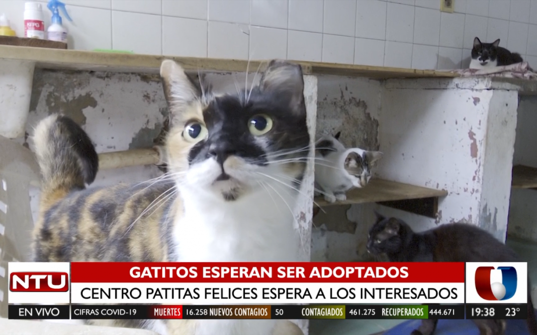 150 gatitos esperan ser adoptados en la Asociación Patitas Felices
