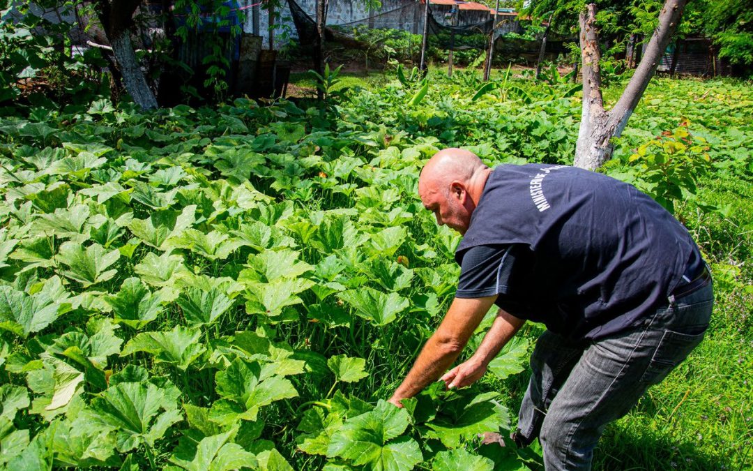 Granja penitenciaria Ko’ê Pyahu acrecienta volumen de producción