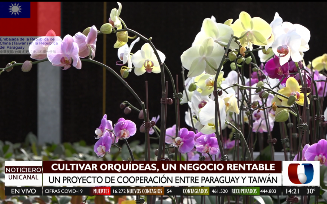 Industria de las orquídeas, un negocio rentable desarrollado por Taiwán