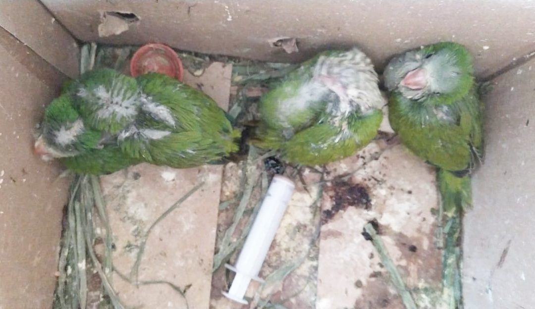 San Lorenzo: Mades rescata a aves que estaban siendo comercializadas