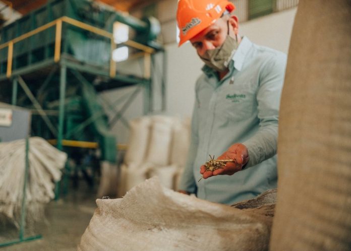 Yerba mate en Paraguay: rubro de exportación y de impacto local