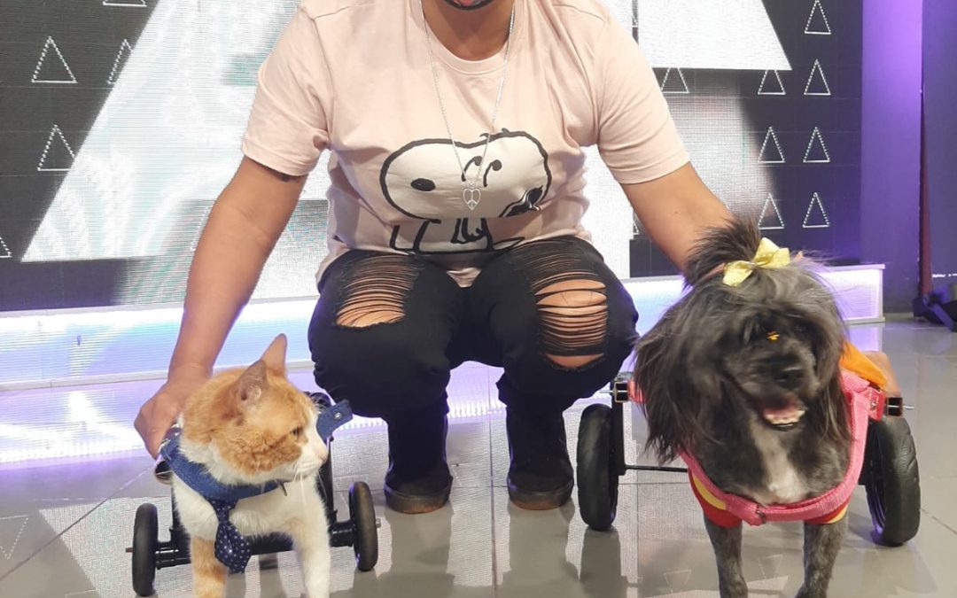 Apelan a la solidaridad para mejorar la vida de peluditos con discapacidad