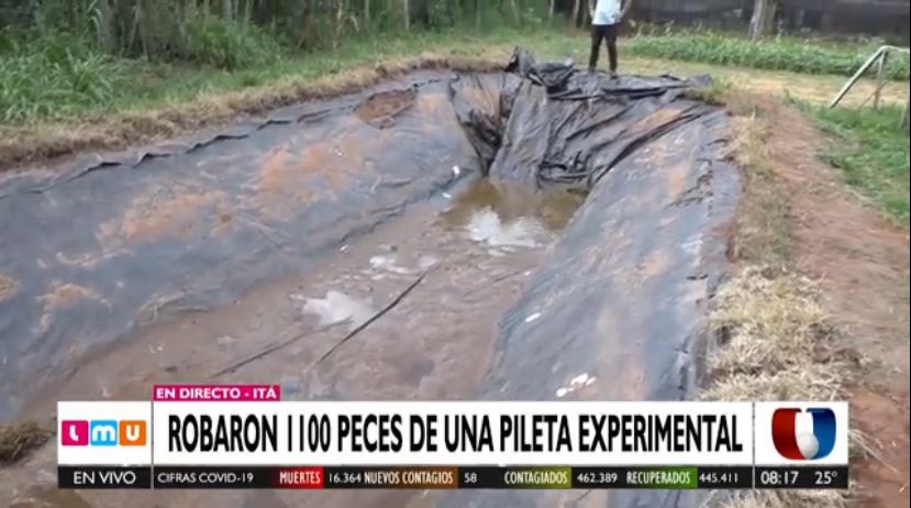 Roban más de mil peces que debían ser utilizados por estudiantes de Zootecnia