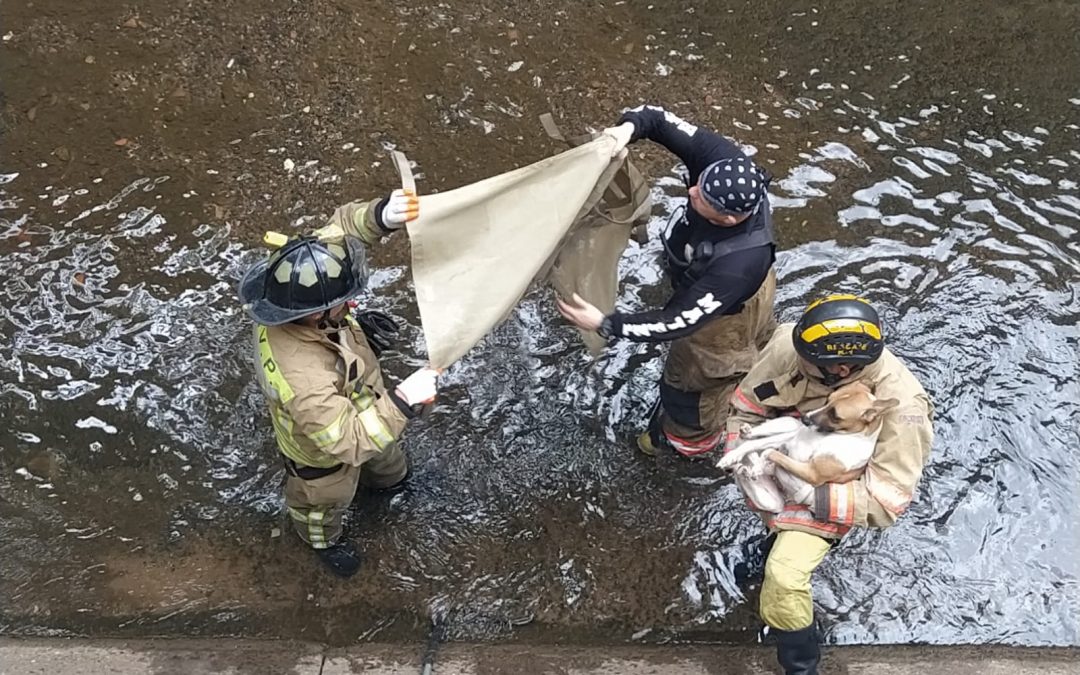 Bomberos rescatan a perros arrojados al canal de Madame Lynch
