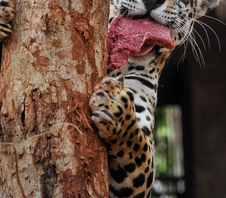 Día del Yaguareté: buscan generar conciencia sobre amenazas que enfrenta esta especie