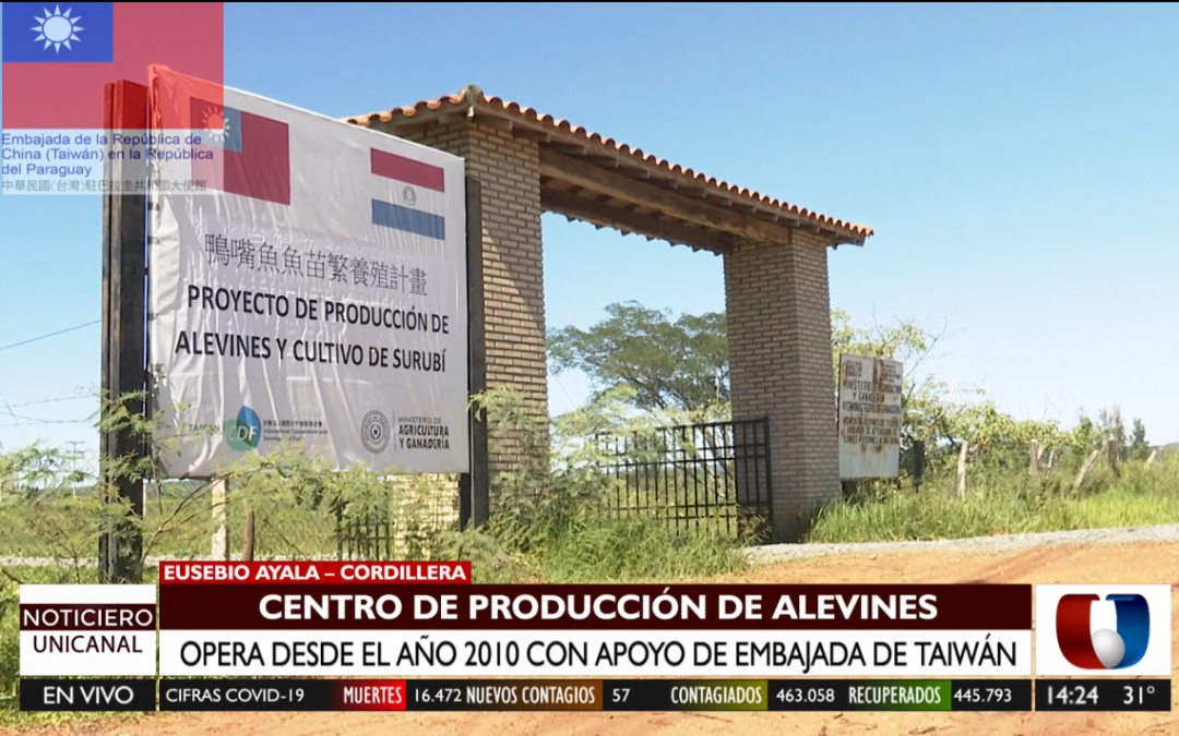 Producción de alevines es todo un éxito gracias a Taiwán