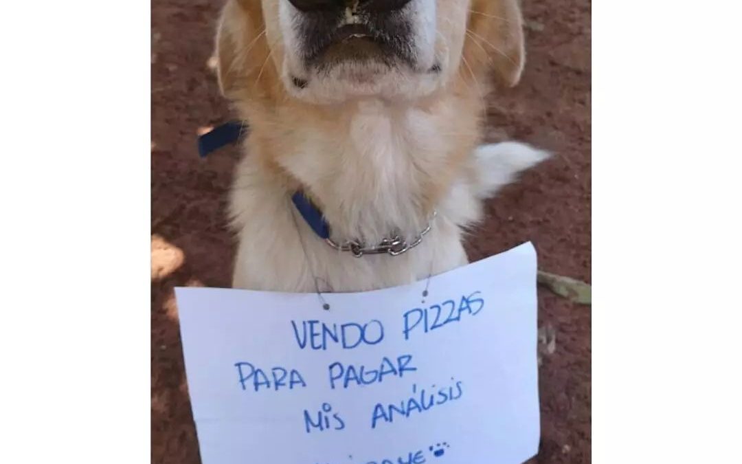 Organizan pizzeada para cubrir gastos de mascotas enfermas