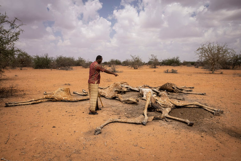 Crisis climática: jirafas mueren deshidratadas en Kenia