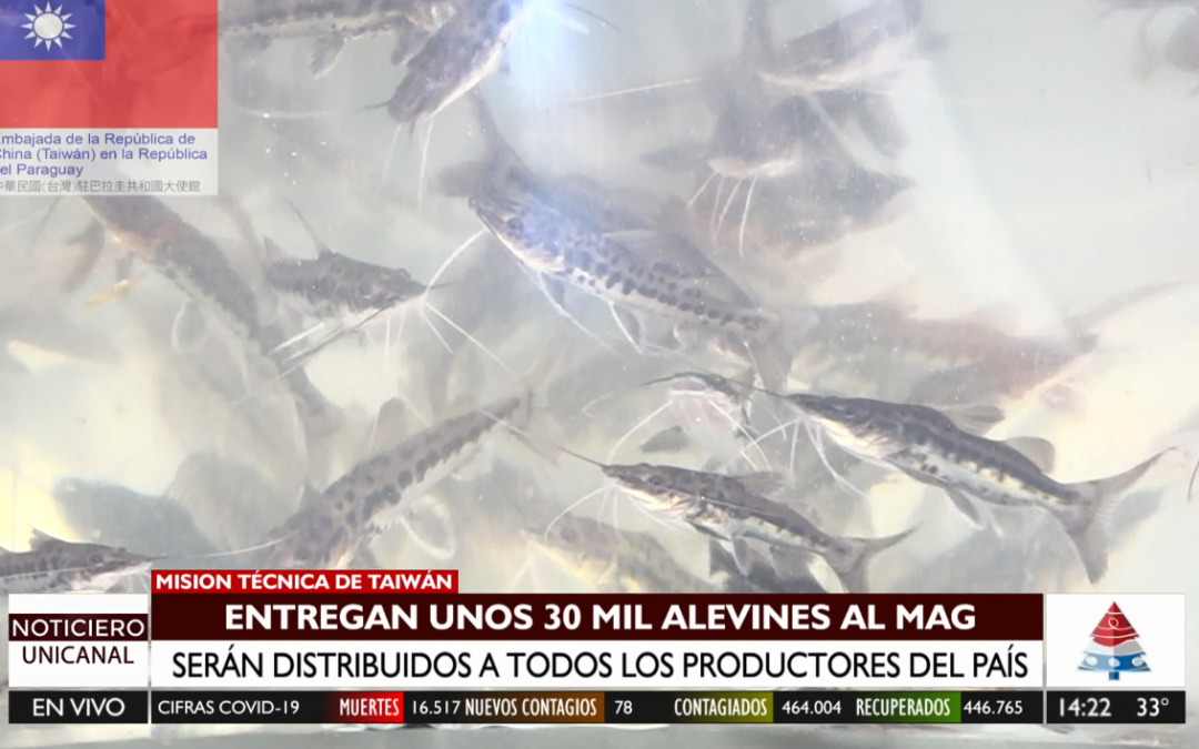 Misión Técnica de Taiwán entregó 30 mil alevines al MAG
