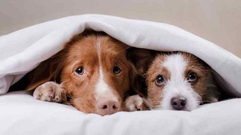Alertan sobre los riesgos de la pirotecnia para las mascotas