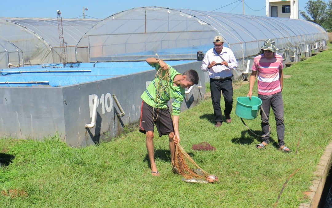 Familias destacan la buena rentabilidad en la piscicultura