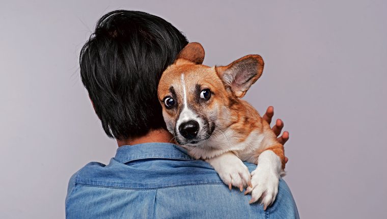 Pirotecnia: estos son los daños que sufren tus mascotas