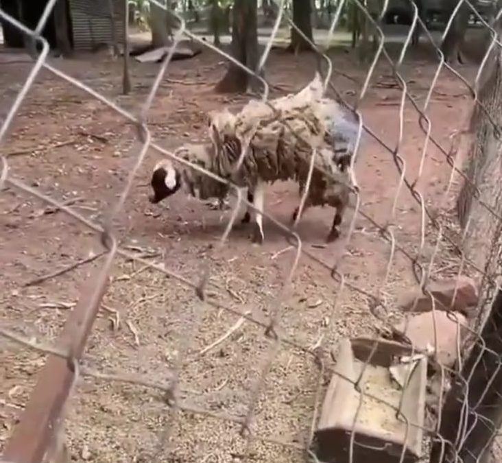 Defensa Animal abre sumario administrativo a conocida granja por supuesto maltrato animal