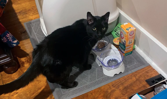 Kentucky: 9 días después del tornado, encontraron vivo a un gato entre escombros