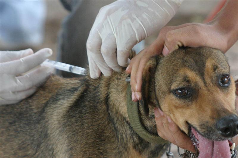 Realizan jornada gratuita de vacunación y desparasitación de mascotas este jueves