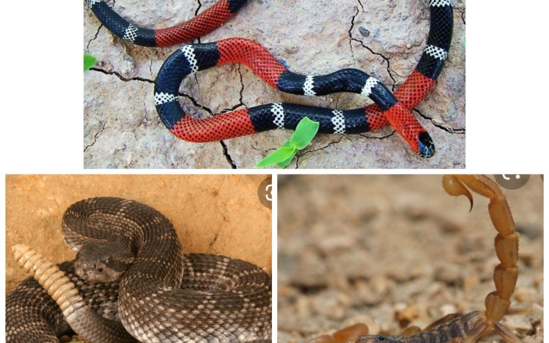 ¿Cómo actuar ante la picadura de un insecto en verano?