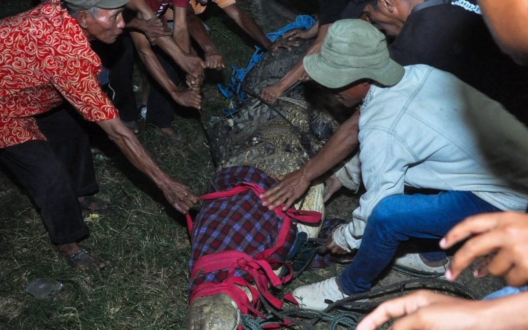 Cocodrilo vivió durante 6 años con un neumático atorado en el cuello