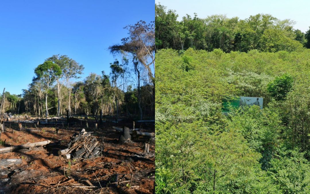 Itaipú celebra avance de reforestación en zona recuperada de Puerto Indio