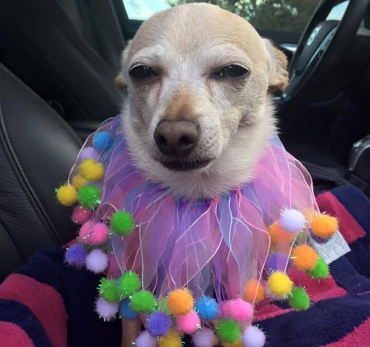 Un chiguagua es el perro más viejo del mundo con 21 años, según Guinness Récords