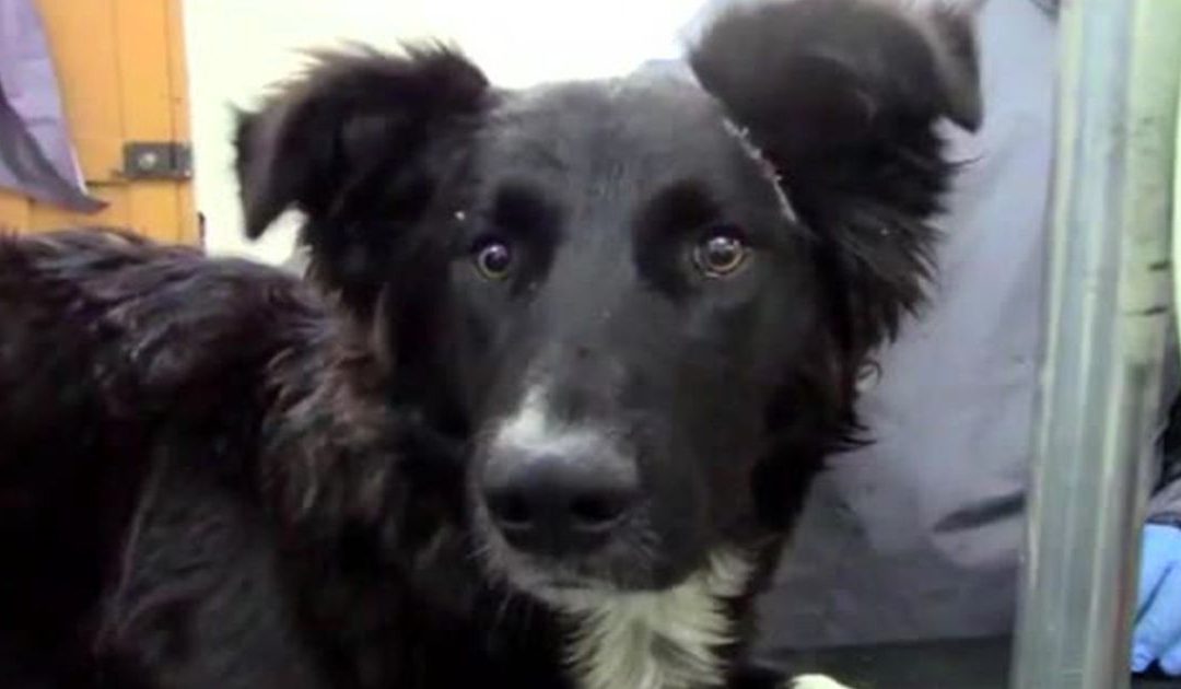 Perro salvó a su dueña de ser apuñalada por su expareja en Bolivia