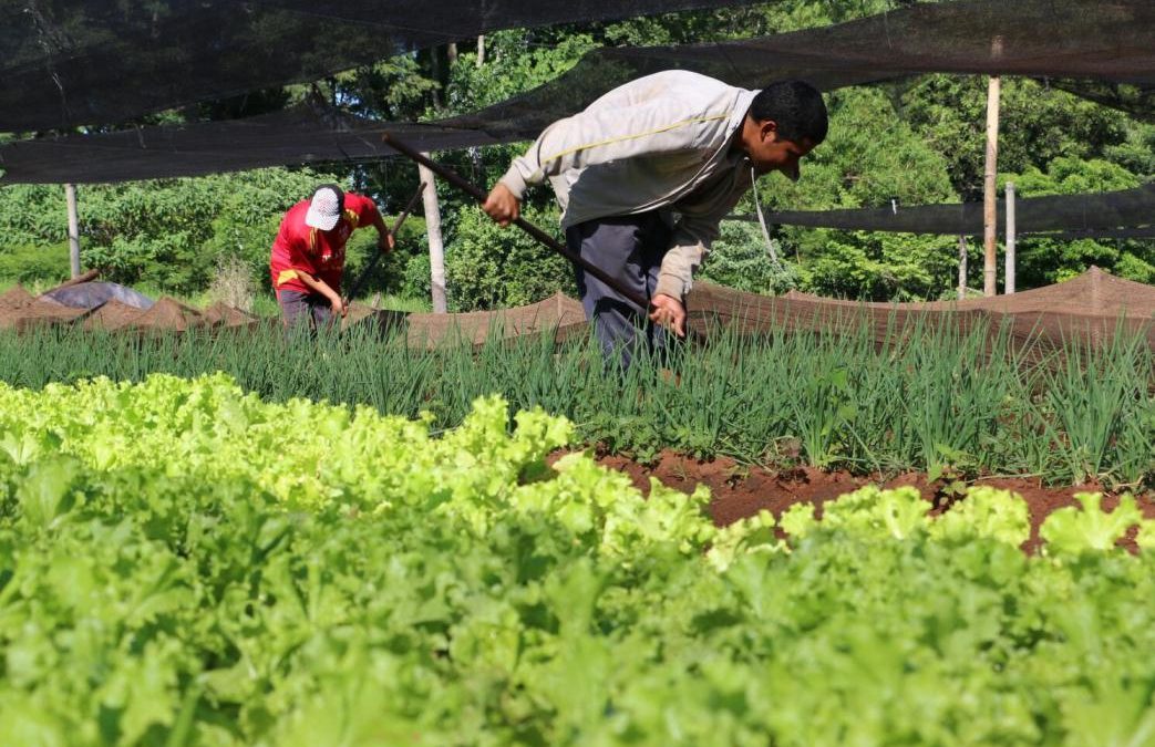 “Solo la producción de alimento, no da seguridad alimentaria nutricional”, dice FAO