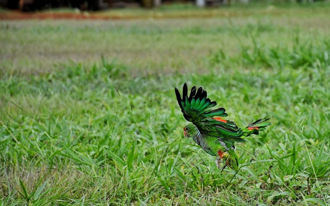 En el Día Internacional del Loro, Itaipú libera a un ejemplar en peligro de extinción