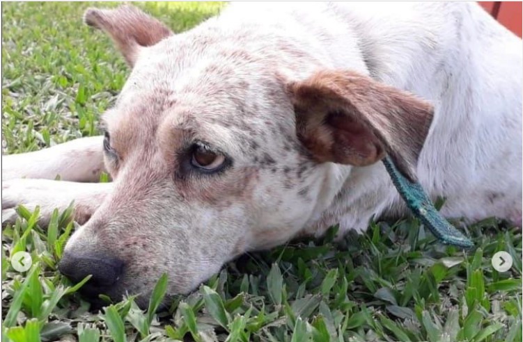 Crueldad animal: mujer denuncia que su vecino mató a tiros a su perro