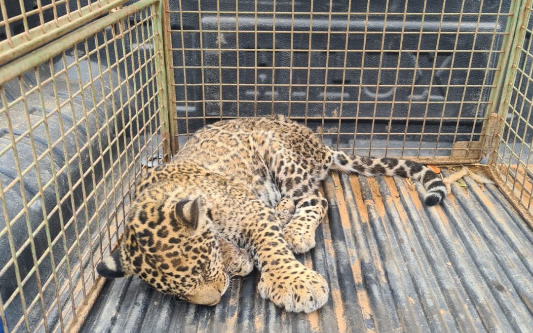 Rescatan a un cachorro de yaguareté que habría sido atropellado en el Chaco