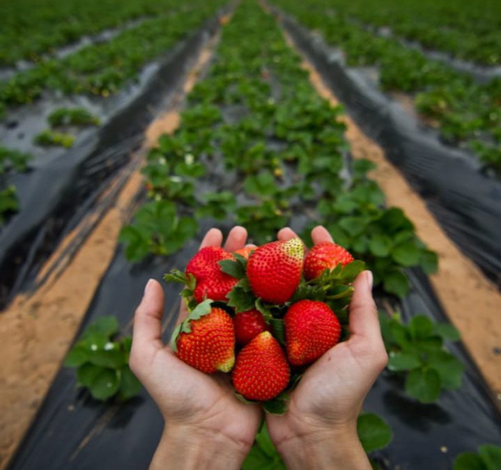 Asociación de frutilleros lanza nueva ‘mermelada light’ al mercado