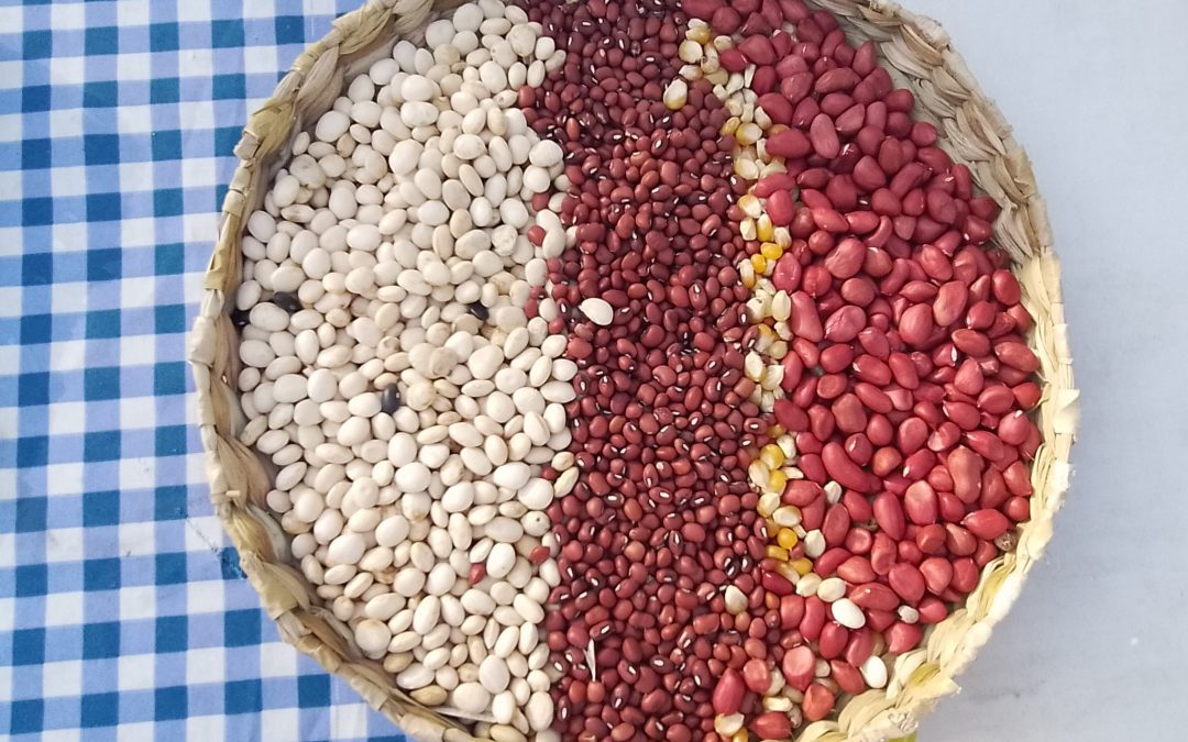 Invitan a feria de semillas nativas y criollas “Heñói Jey 2022”