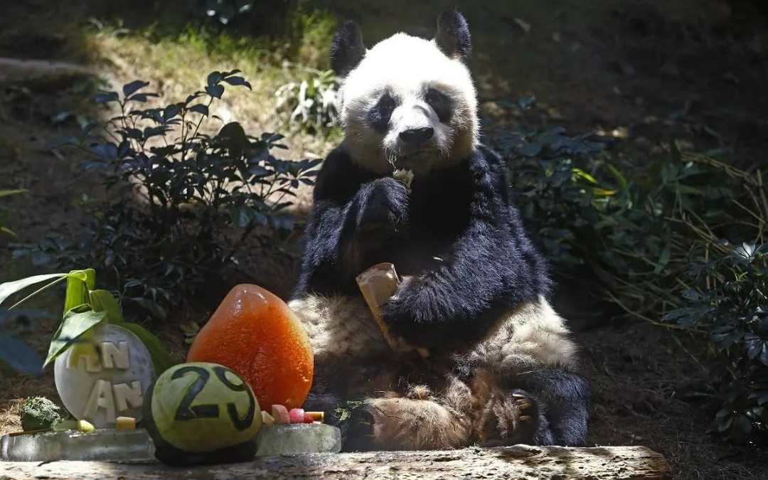 Murió “An An”, el panda más viejo del mundo en cautiverio