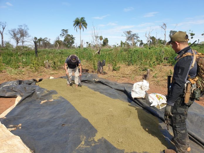Senad eliminó 24 toneladas de marihuana en Alto Paraná