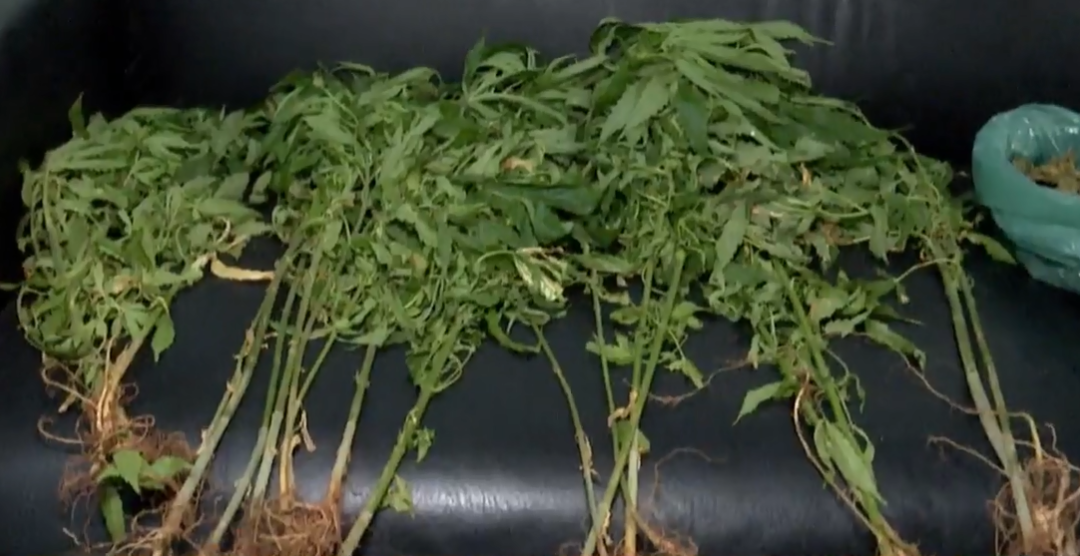 Detienen a adulto mayor que presuntamente producía y distribuía marihuana en Luque