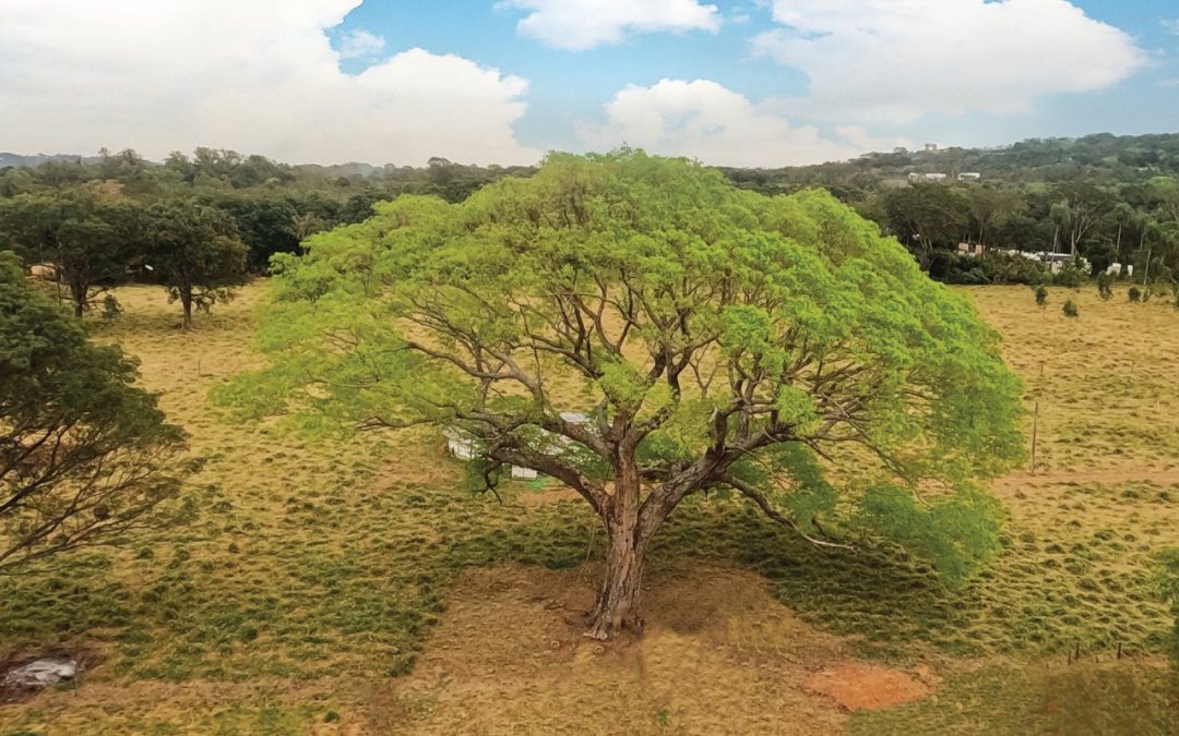 Colosos de la Tierra: El árbol más grande del Paraguay está en Cordillera