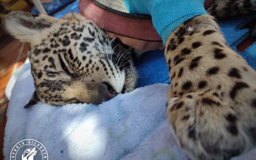 Falleció Tosã, tras luchar durante meses por recuperarse