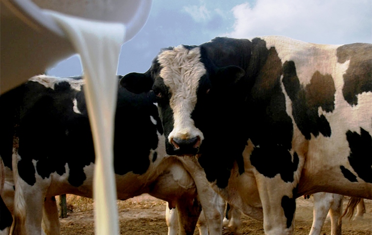 Precios de productos lácteos se mantendrán, indican
