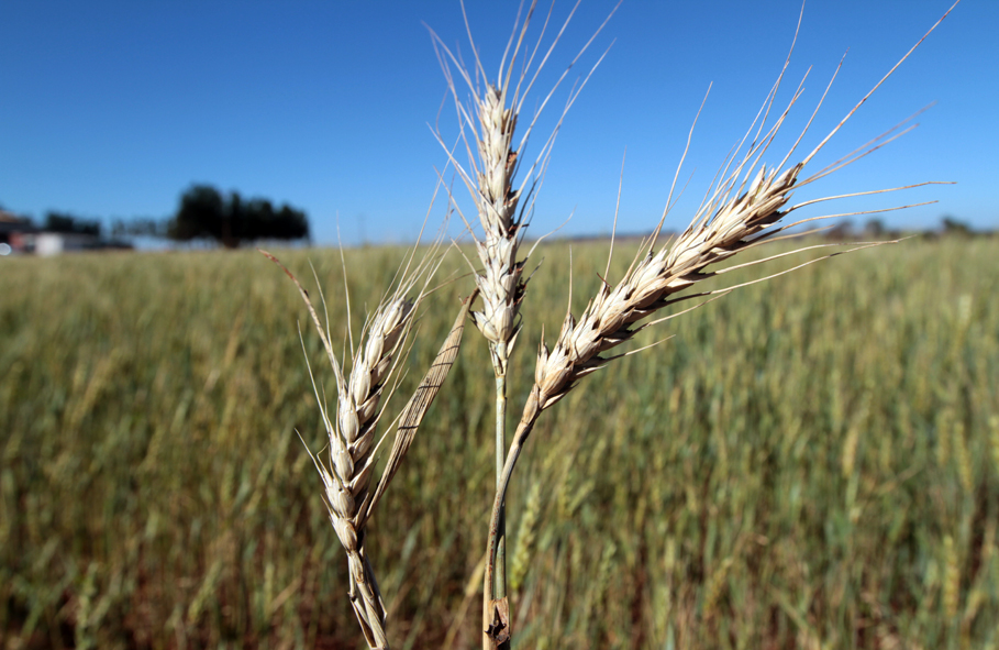 Envíos de trigo sufren caída del 8%, reportan