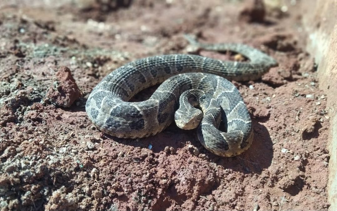 ¿Qué hacer en caso de sufrir una mordedura de serpiente?