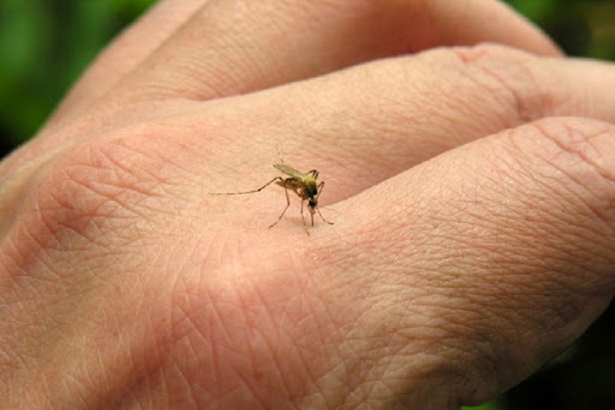 Reportan aumento de casos de dengue y chikungunya
