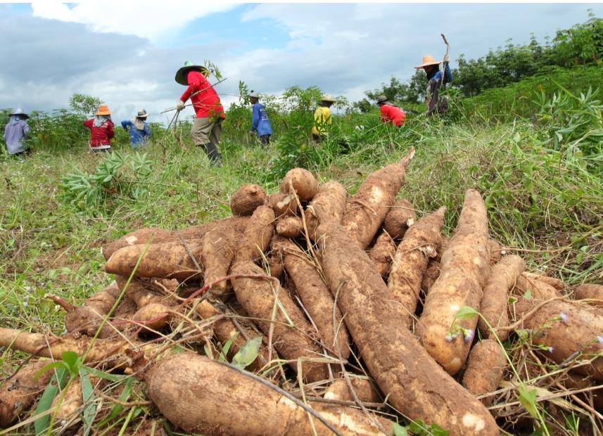 Baja producción de mandioca a consecuencia de la sequía y plagas